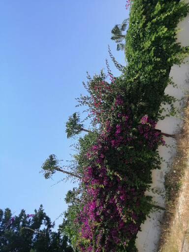 Cimtur Tatil Sitesi 3+1 Villa อลันยา ภายนอก รูปภาพ